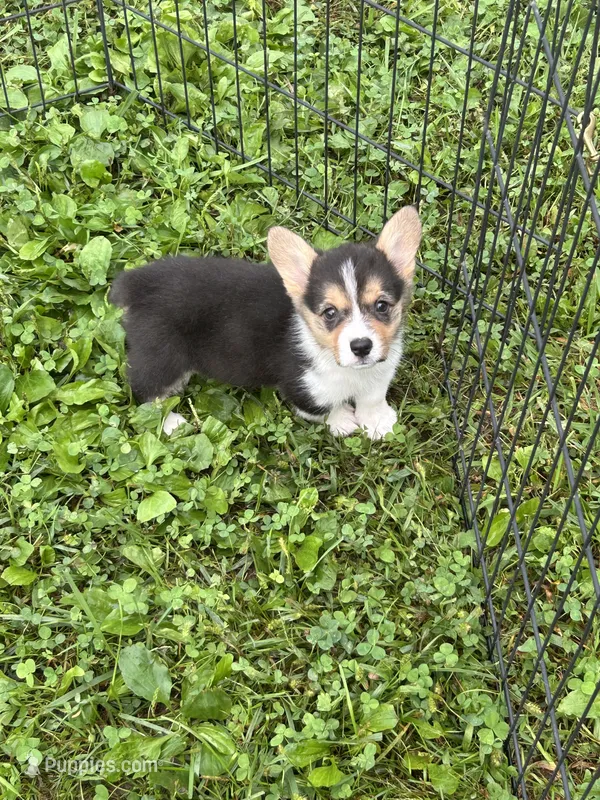 Lucy – Pembroke Welsh Corgi puppy for sale in Stoutsville, OH