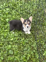 Lucy, a female Pembroke Welsh Corgi for sale in Stoutsville, OH – 1 of 4