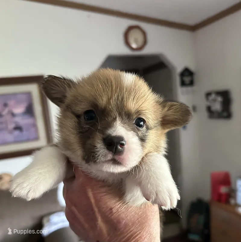 Max – Pembroke Welsh Corgi puppy for sale in Stoutsville, OH