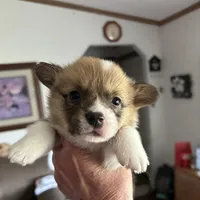 Max, a male Pembroke Welsh Corgi for sale in Stoutsville, OH – Photo 1 of 2