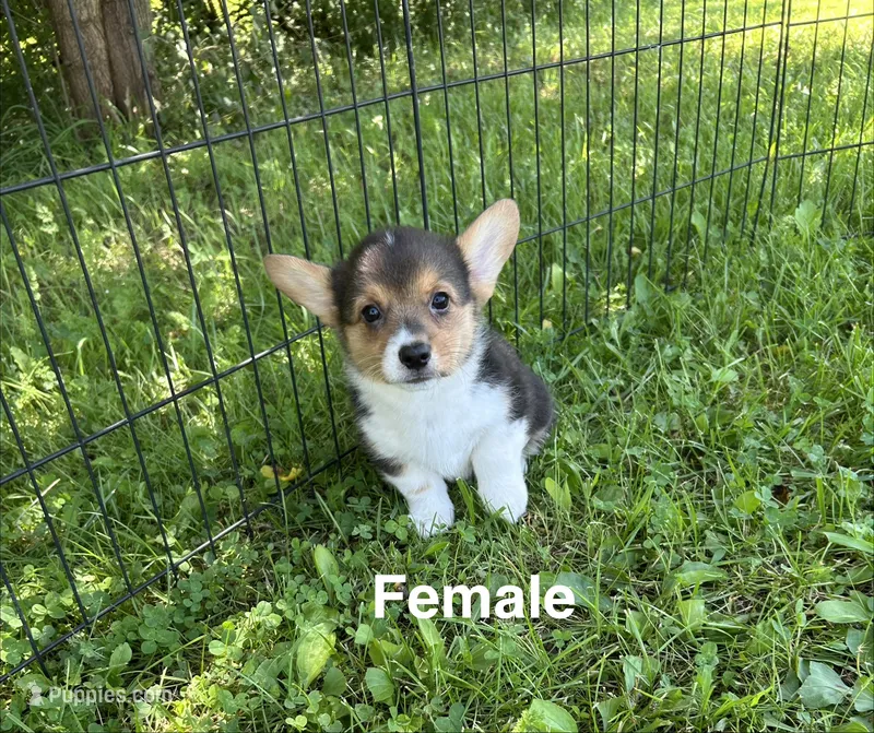 London – Pembroke Welsh Corgi puppy for sale in Stoutsville, OH