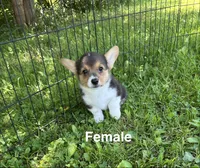 London, a female Pembroke Welsh Corgi for sale in Stoutsville, OH – 1 of 4