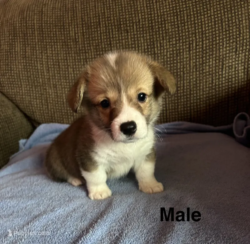 Max – Pembroke Welsh Corgi puppy for sale in Stoutsville, OH