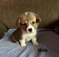 Max, a male Pembroke Welsh Corgi for sale in Stoutsville, OH – 1 of 5