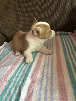 Lucy, a female Pembroke Welsh Corgi for sale in Stoutsville, OH – 3 of 5