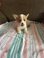 Lucy, a female Pembroke Welsh Corgi for sale in Stoutsville, OH – 5 of 5