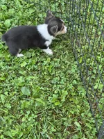 Lucy, a female Pembroke Welsh Corgi for sale in Stoutsville, OH – 4 of 4