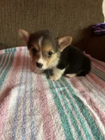 London, a female Pembroke Welsh Corgi for sale in Stoutsville, OH – 3 of 5