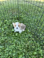 Max, a male Pembroke Welsh Corgi for sale in Stoutsville, OH – 5 of 5