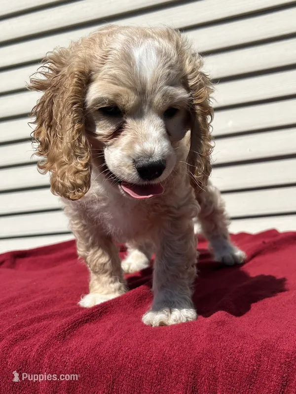 Jasper – Cockapoo puppy for sale in Claypool, IN