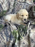 Rosco, a male Golden Retriever for sale in Claypool, IN – 5 of 7