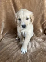 Jack, a male Golden Retriever for sale in Claypool, IN – 5 of 5