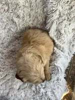 Finn, a male Golden Retriever for sale in Claypool, IN – Photo 6 of 6