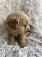 Finn, a male Golden Retriever for sale in Claypool, IN – Photo 1 of 6