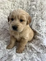 Finn, a male Golden Retriever for sale in Claypool, IN – Photo 4 of 6