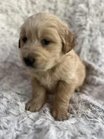Finn, a male Golden Retriever for sale in Claypool, IN – Photo 2 of 6