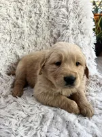Finn, a male Golden Retriever for sale in Claypool, IN – Photo 5 of 6