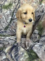 Isla , a female Golden Retriever for sale in Claypool, IN – 3 of 6
