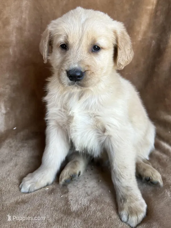 Bear – Golden Retriever puppy for sale in Claypool, IN