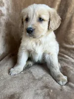 Bear, a male Golden Retriever for sale in Claypool, IN – Photo 2 of 5