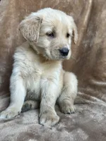 Bear, a male Golden Retriever for sale in Claypool, IN – Photo 5 of 5