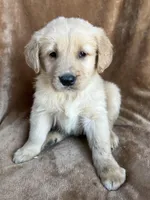 Bear, a male Golden Retriever for sale in Claypool, IN – Photo 4 of 5
