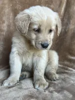 Bear, a male Golden Retriever for sale in Claypool, IN – Photo 3 of 5