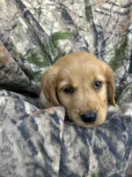 Kip, a male Golden Retriever for sale in Claypool, IN – 2 of 5