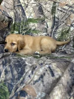 Kip, a male Golden Retriever for sale in Claypool, IN – 4 of 5