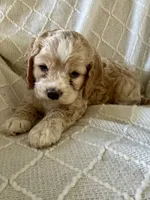 Jasper, a male Cockapoo for sale in Claypool, IN – 2 of 5