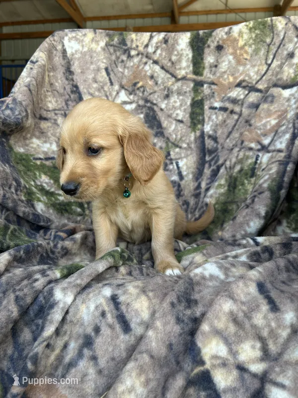 Kimber – Golden Retriever puppy for sale in Claypool, IN
