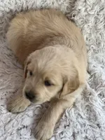 Nova, a female Golden Retriever for sale in Claypool, IN – Photo 3 of 6