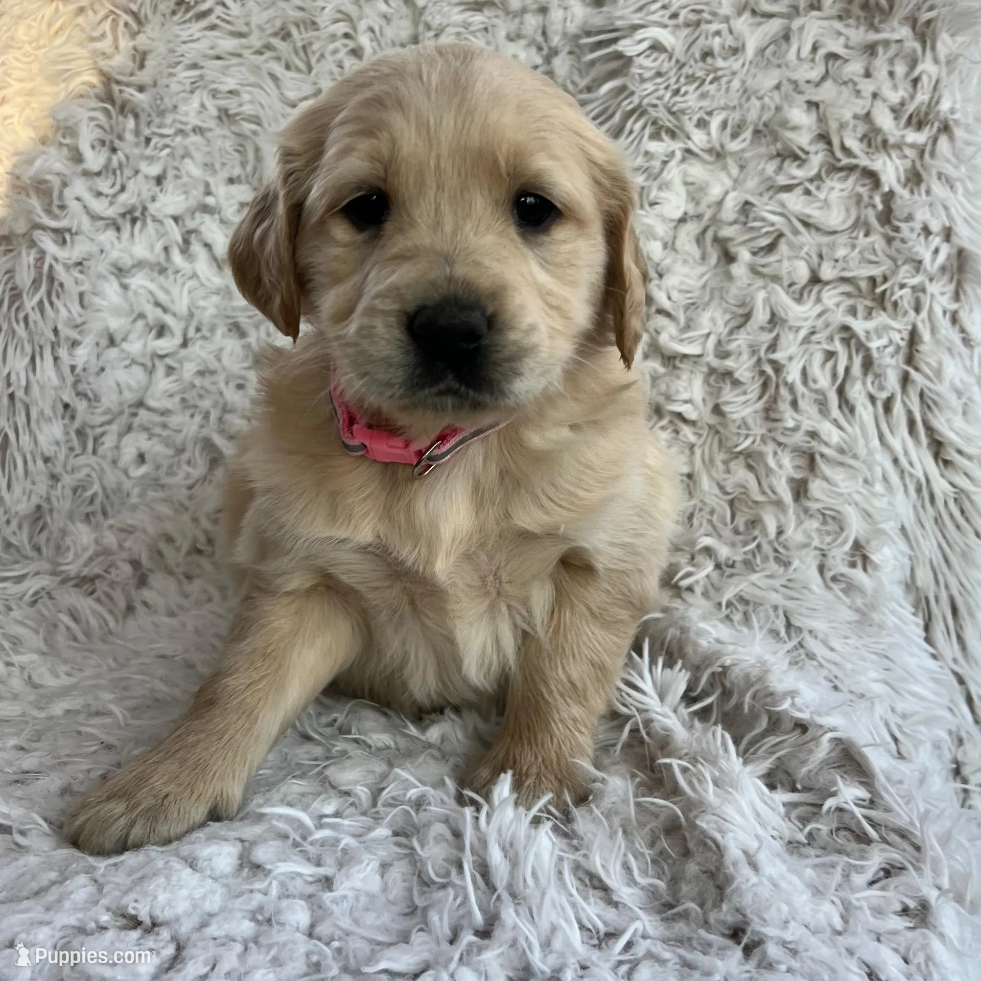Nova, a female Golden Retriever for sale in Claypool, IN – Photo 5 of 6