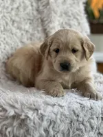 Nova, a female Golden Retriever for sale in Claypool, IN – Photo 1 of 6