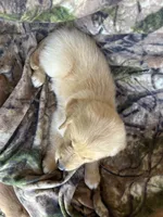 Rosco, a male Golden Retriever for sale in Claypool, IN – 3 of 7
