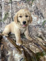 Ella, a female Golden Retriever for sale in Claypool, IN – 7 of 7