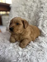 Gio, a male Golden Retriever for sale in Claypool, IN – Photo 2 of 6