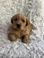 Gio, a male Golden Retriever for sale in Claypool, IN – Photo 4 of 6