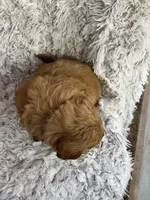 Gio, a male Golden Retriever for sale in Claypool, IN – Photo 6 of 6