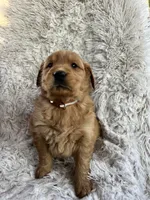 Gio, a male Golden Retriever for sale in Claypool, IN – Photo 5 of 6