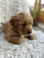 Gio, a male Golden Retriever for sale in Claypool, IN – Photo 1 of 6