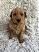 Gio, a male Golden Retriever for sale in Claypool, IN – Photo 3 of 6