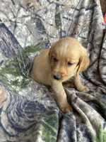 Sonny , a male Golden Retriever for sale in Claypool, IN – 3 of 5