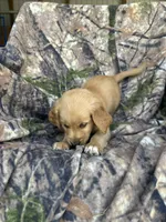 Kimber, a female Golden Retriever for sale in Claypool, IN – 6 of 7