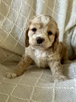 Jasper, a male Cockapoo for sale in Claypool, IN – 4 of 5