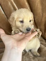 Duke, a male Golden Retriever for sale in Claypool, IN – Photo 4 of 5