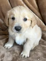 Duke, a male Golden Retriever for sale in Claypool, IN – Photo 3 of 5