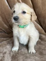 Duke, a male Golden Retriever for sale in Claypool, IN – Photo 1 of 5