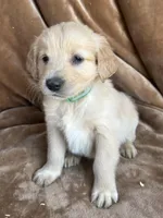 Duke, a male Golden Retriever for sale in Claypool, IN – Photo 5 of 5