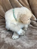 Duke, a male Golden Retriever for sale in Claypool, IN – Photo 2 of 5